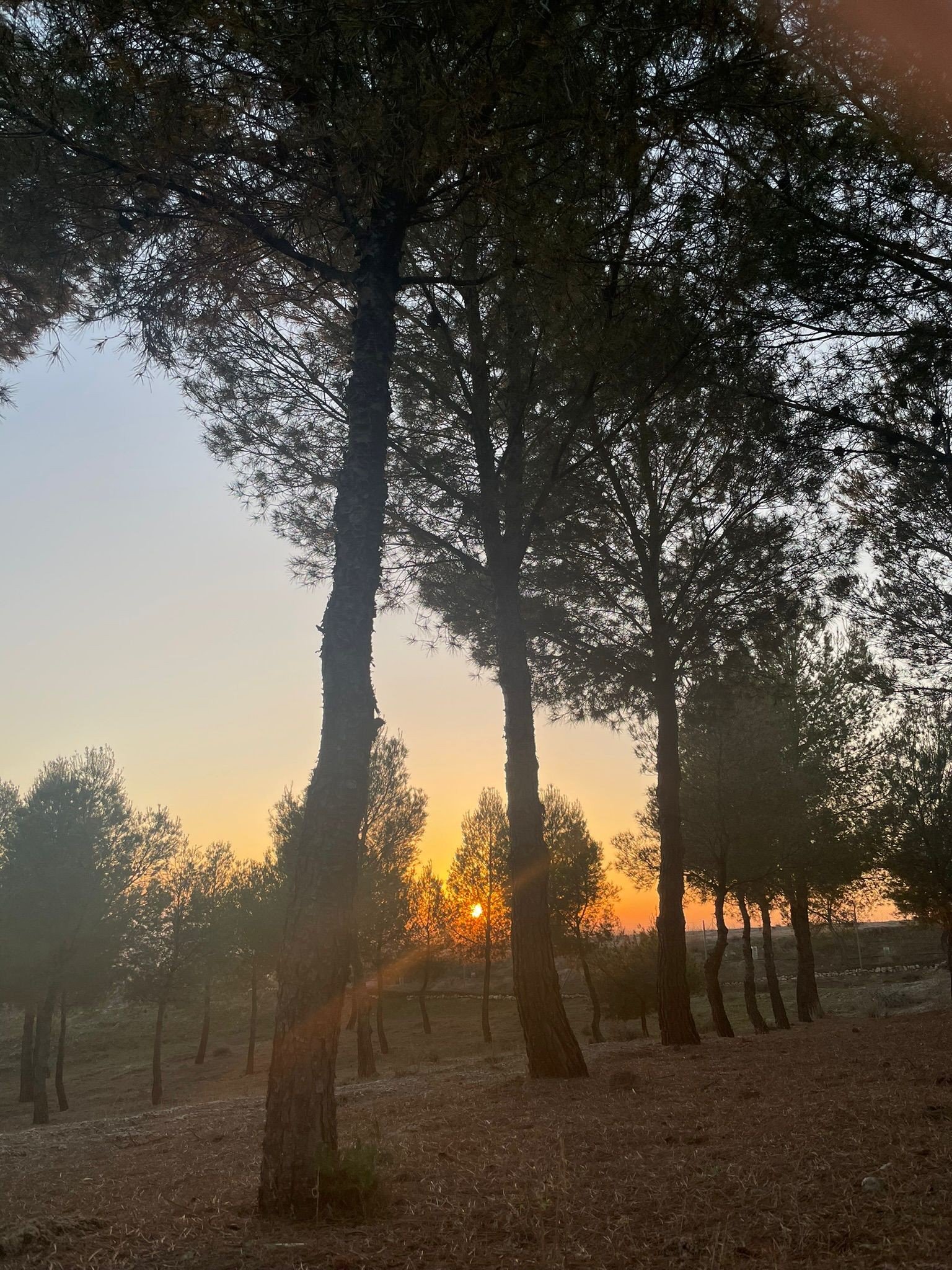 Paisaje de PInos en un atardecer